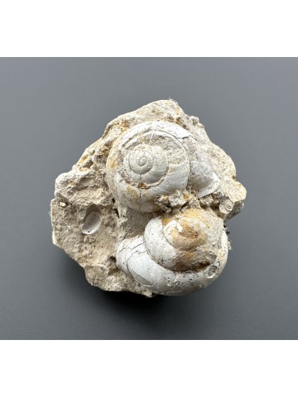 Fossilized snail – Tuchorice, CZ