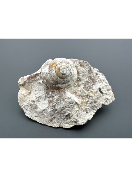 Fossilized snail – Tuchorice, CZ