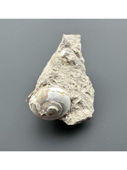 Fossilized snail – Tuchorice, CZ
