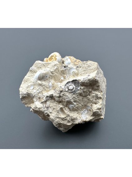 Fossilized snail – Tuchorice, CZ