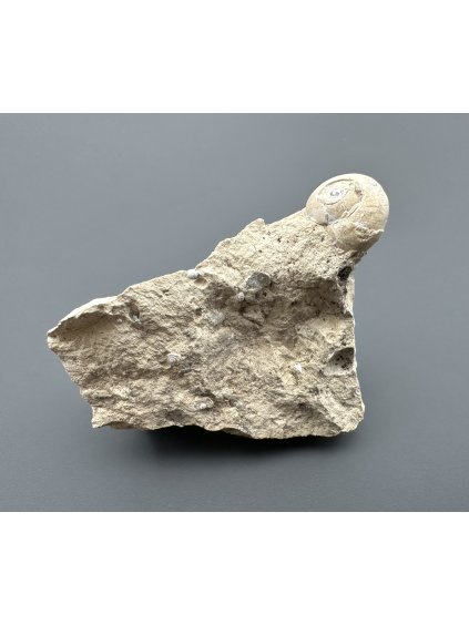 Fossilized snail – Tuchorice, CZ