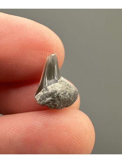 Fossil shark's tooth – Upohlavy, CZ