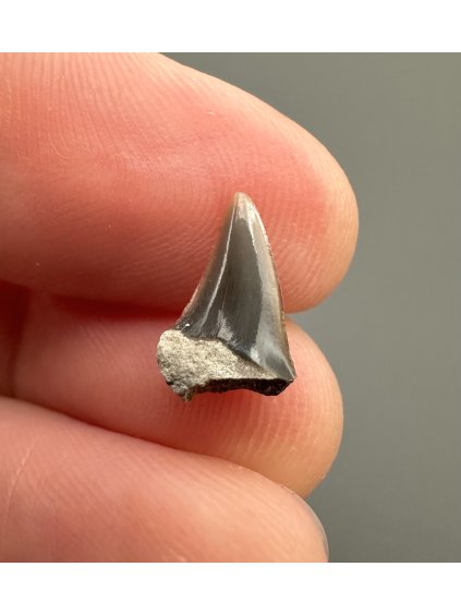 Fossil shark's tooth – Upohlavy, CZ