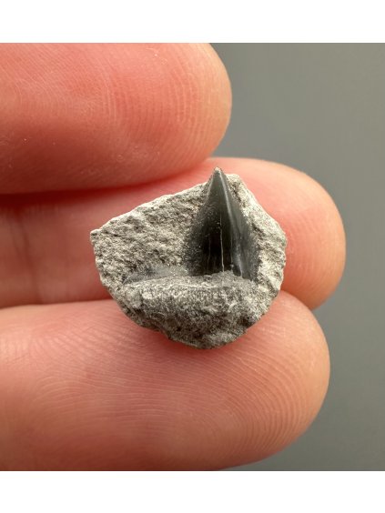 Fosilní zub žraloka – Úpohlavy, ČR