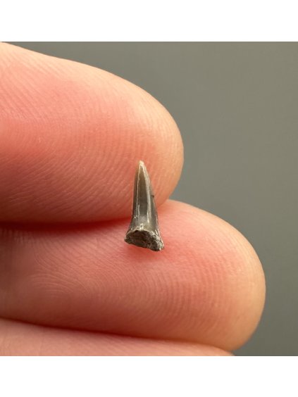 Fosilní zub žraloka – Úpohlavy, ČR