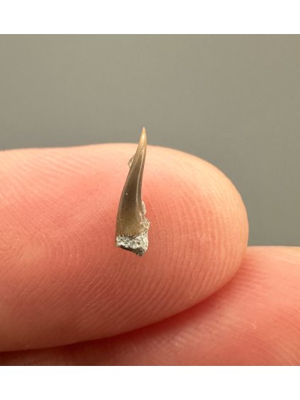 Fosilní zub žraloka – Úpohlavy, ČR