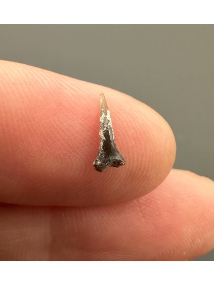 Fossil shark's tooth – Upohlavy, CZ