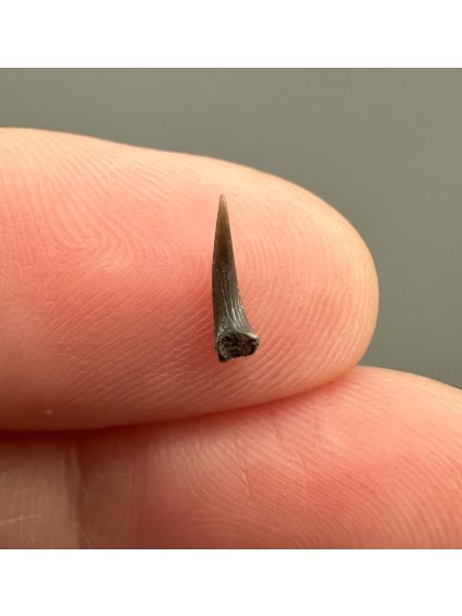 Fossil shark's tooth – Upohlavy, CZ