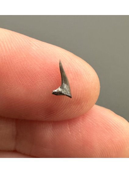 Fosilní zub žraloka – Úpohlavy, ČR