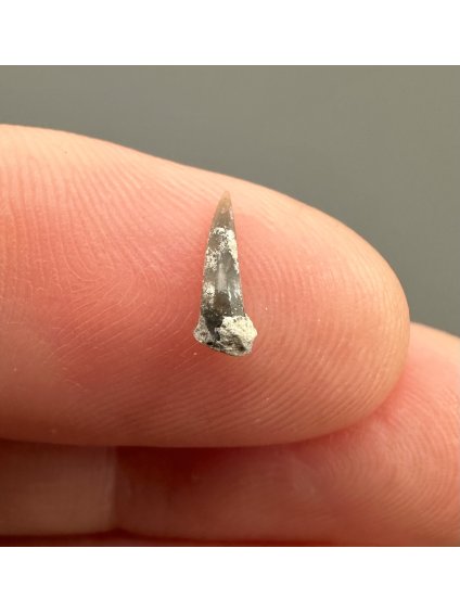 Fosilní zub žraloka – Úpohlavy, ČR