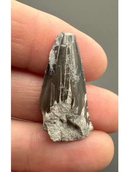 Fossil shark's tooth – Upohlavy, CZ