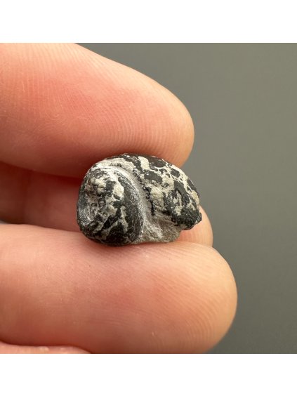 Versteinerte Schnecke – Upohlavy, CZ