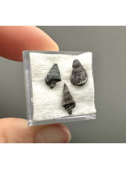 Fossilized snail – Upohlavy, CZ