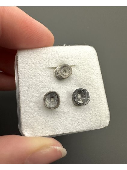 Fossile Hai-Wirbel – Upohlavy, CZ