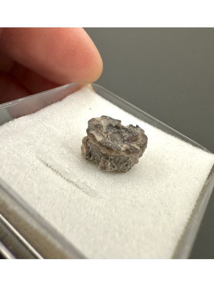 Fossil shark's vertebrae – Upohlavy, CZ