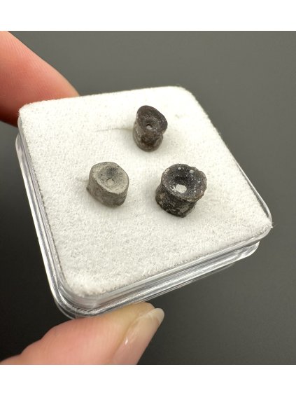 Fossil shark's vertebrae – Upohlavy, CZ