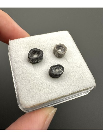 Fosilní obratel žraloka – Úpohlavy, ČR