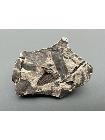 Fossile Flora – Most, CZ