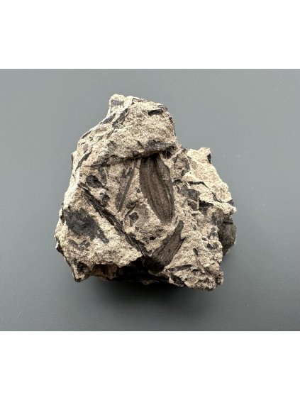 Fossile Flora – Most, CZ