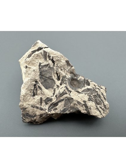 Fossil flora  – Most, CZ