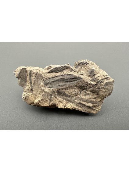 Fossile Flora – Most, CZ