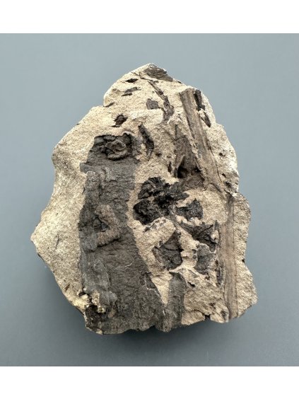 Fossile Flora – Most, CZ