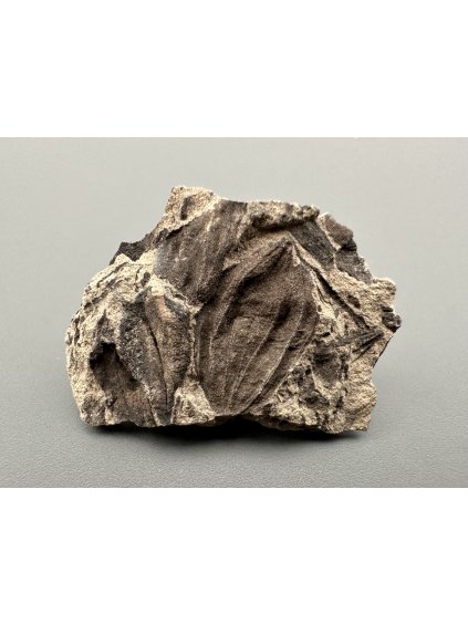 Fossil flora  – Most, CZ
