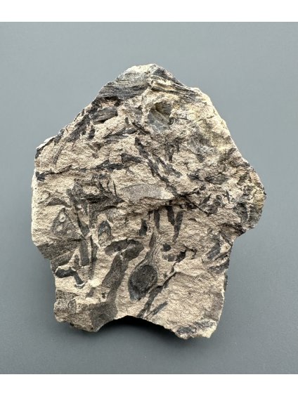 Fosilní flóra – Most, ČR