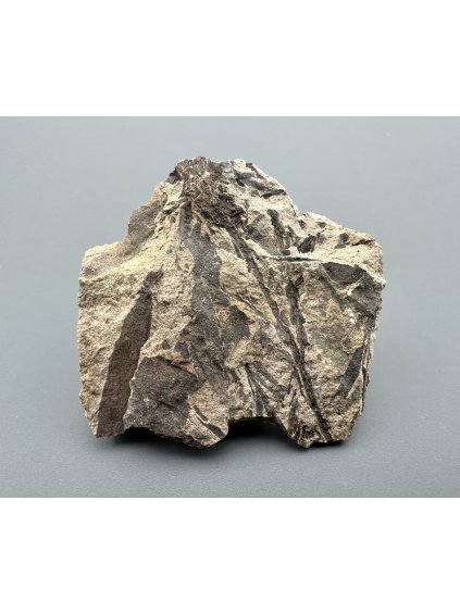 Fosilní flóra – Most, ČR