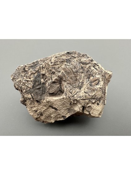 Fosilní flóra – Most, ČR