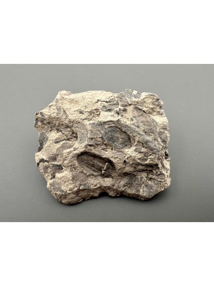 Fossil flora  – Most, CZ