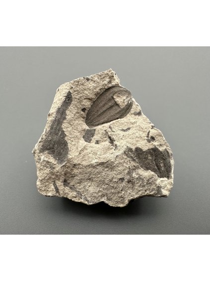 Fossil flora  – Most, CZ