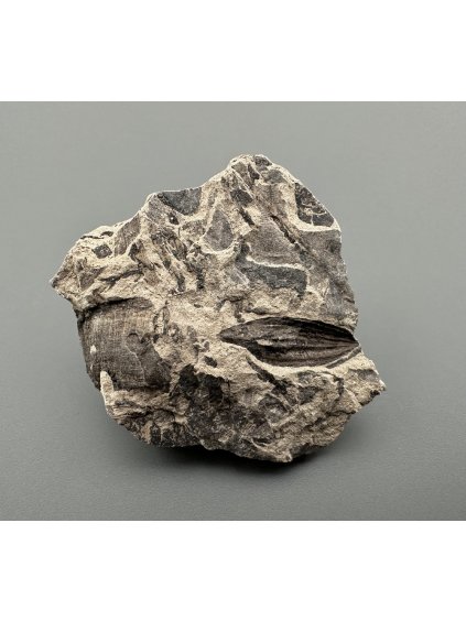 Fossile Flora – Most, CZ