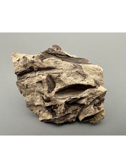 Fossil flora  – Most, CZ