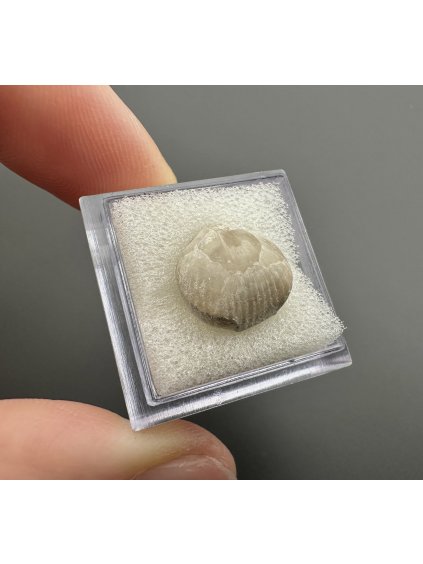 Fossilized bivalve – Upohlavy, CZ