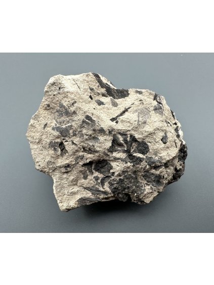 Fossil flora  – Most, CZ