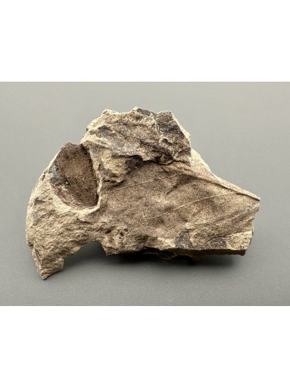 Fossil flora  – Most, CZ