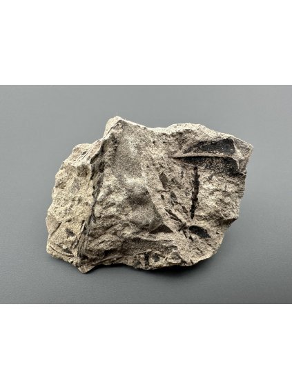 Fossil flora  – Most, CZ