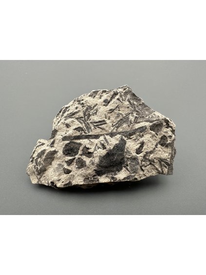 Fossile Flora – Most, CZ