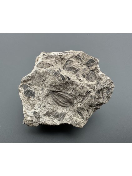 Fossile Flora – Most, CZ