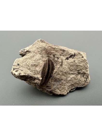 Fossile Flora – Most, CZ