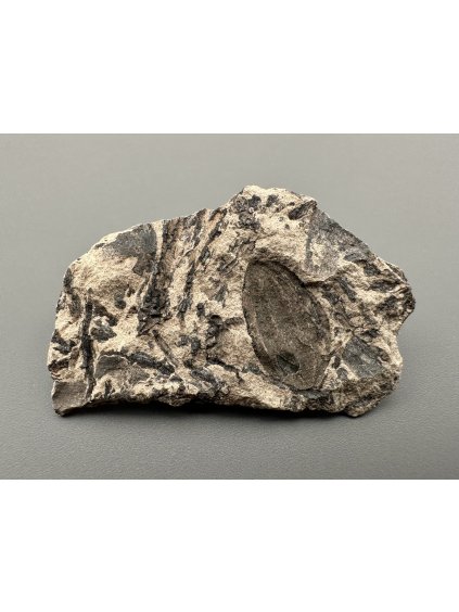 Fosilní flóra – Most, ČR