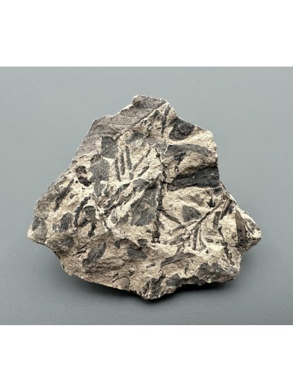 Fosilní flóra – Most, ČR