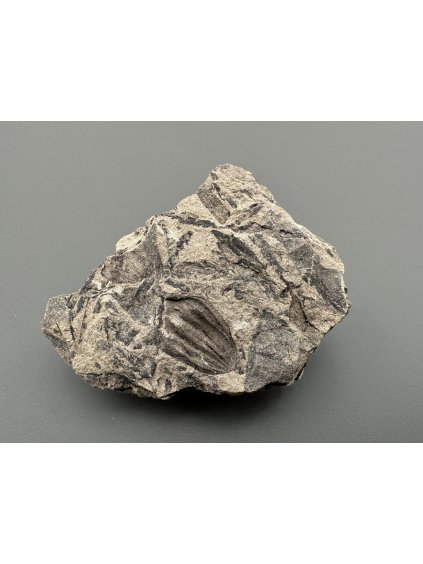 Fosilní flóra – Most, ČR