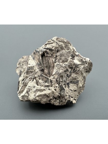 Fossil flora  – Most, CZ