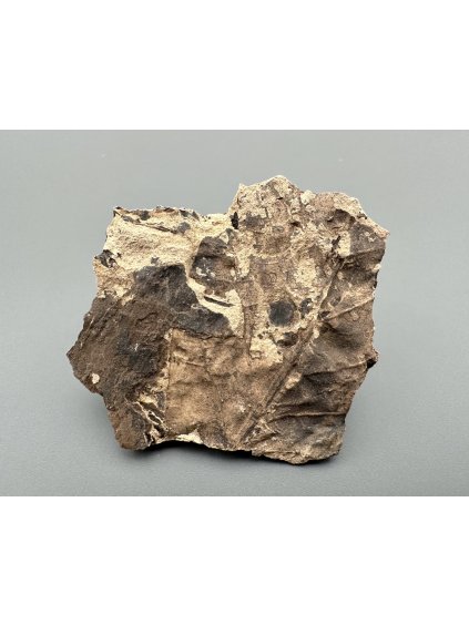 Fossile Flora – Most, CZ