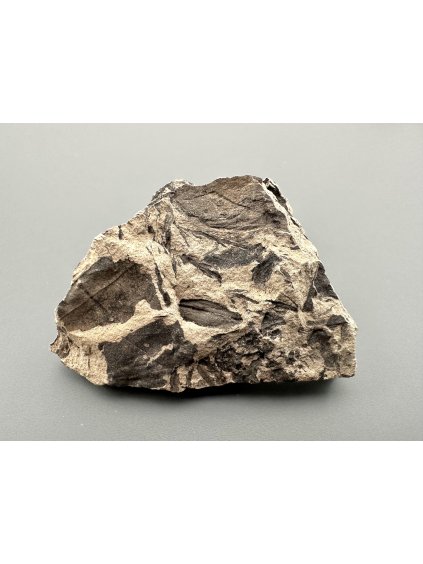 Fossile Flora – Most, CZ