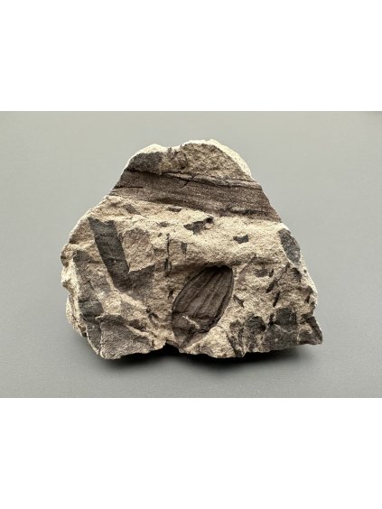 Fossil flora  – Most, CZ