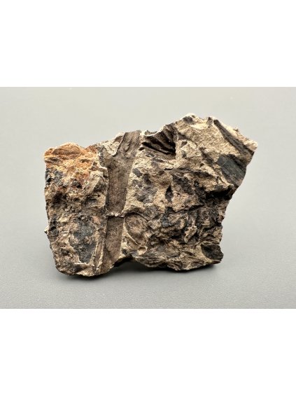 Fossile Flora – Most, CZ