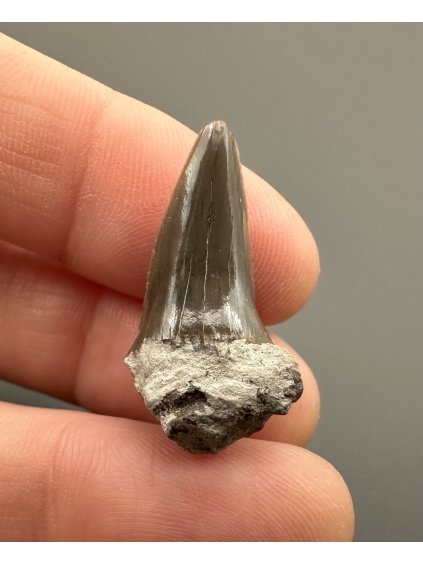 Fossiler Haifischzahn – Upohlavy, CZ